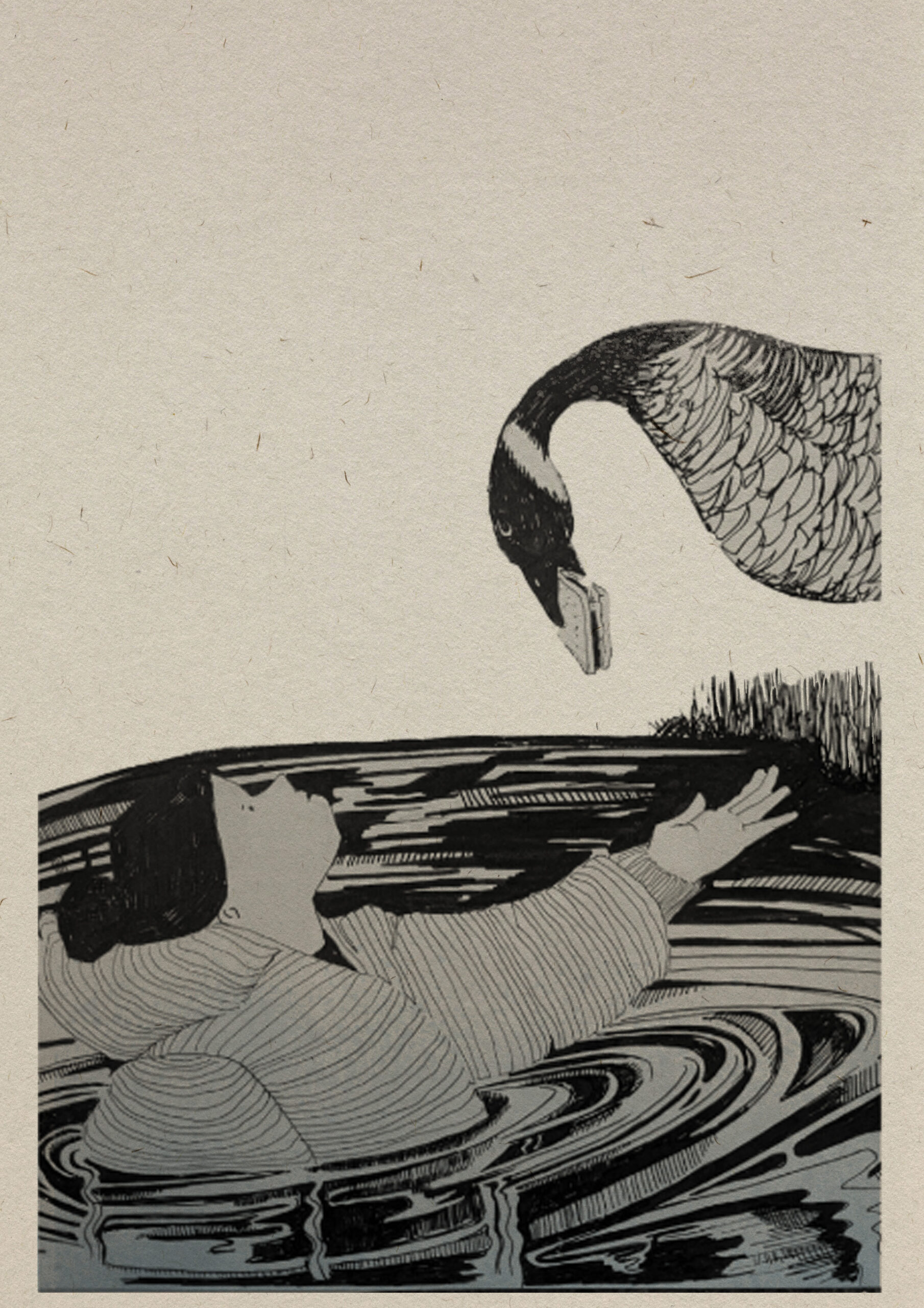 Pen and ink drawing of a woman in a lake reaching toward a goose on the bank. The goose has a sandwich in its beak